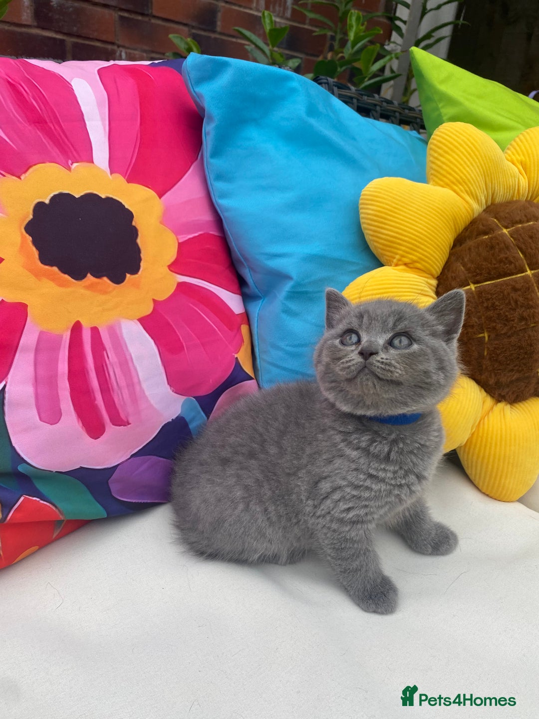 British Shorthair cats for sale: GCCF Outstanding British Short Hair kitten  - Image 5