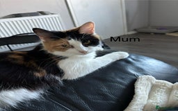 Mixed Breed cats for sale: 4 Gorgeous little boys  - Image 6