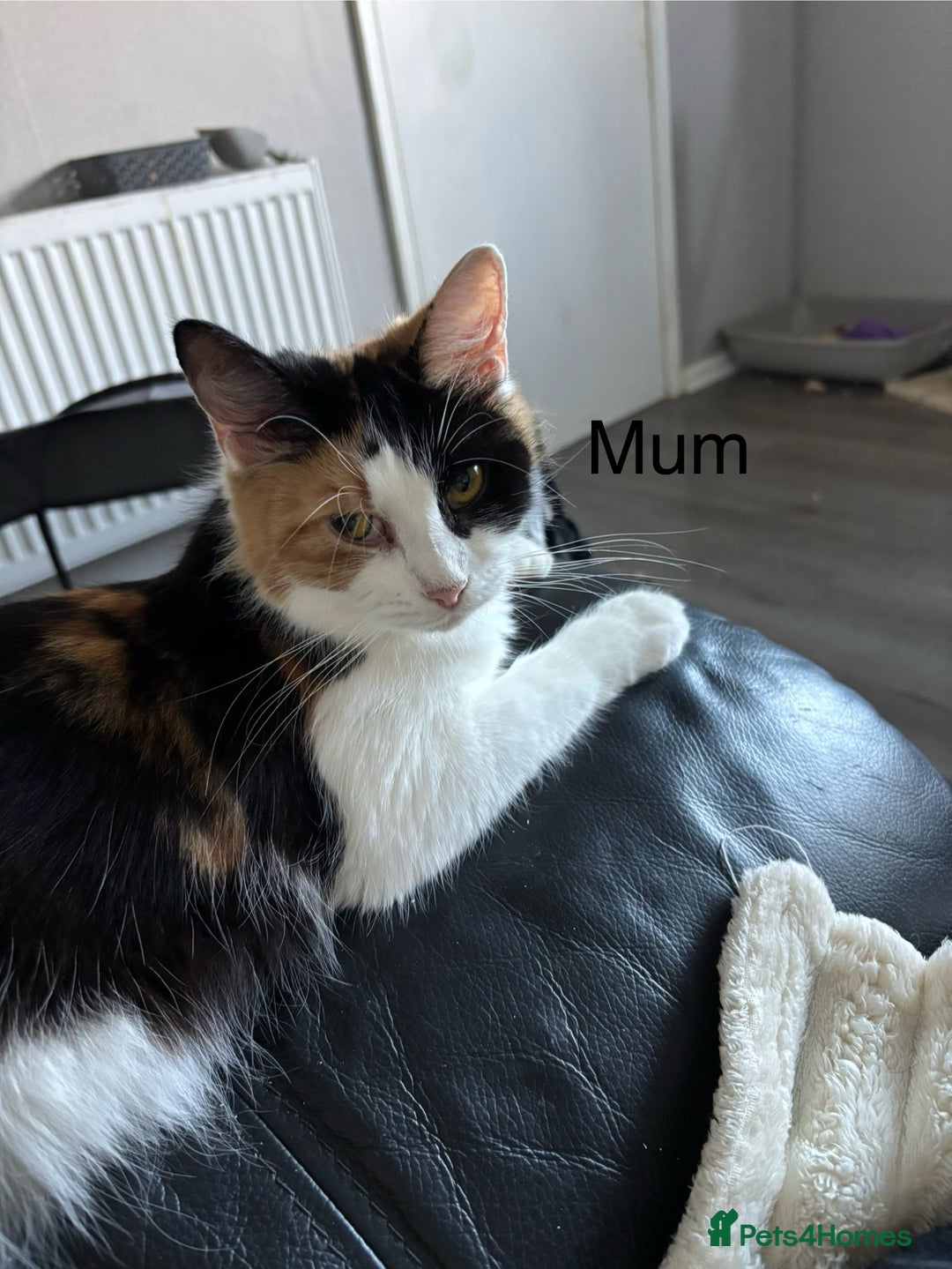 Mixed Breed cats for sale: 4 Gorgeous little boys  - Image 6