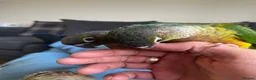 Conures birds for sale: 2 young conures for sale - Advert 6