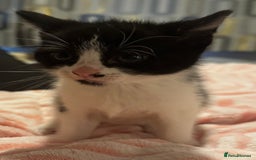 Domestic Shorthair cats for sale: 3 gorgeous Black and White boys - Image 10
