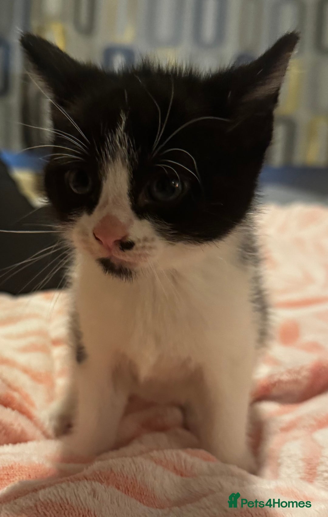Domestic Shorthair cats for sale: 3 gorgeous Black and White boys - Image 10