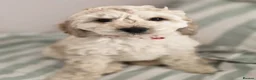 Cockapoo dogs for sale: READY NOW F1 Cockapoo boys  - Advert 12