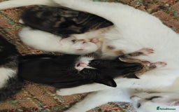 Khao Manee cats for sale: Mixed price Khao Manee kittens  - Image 37