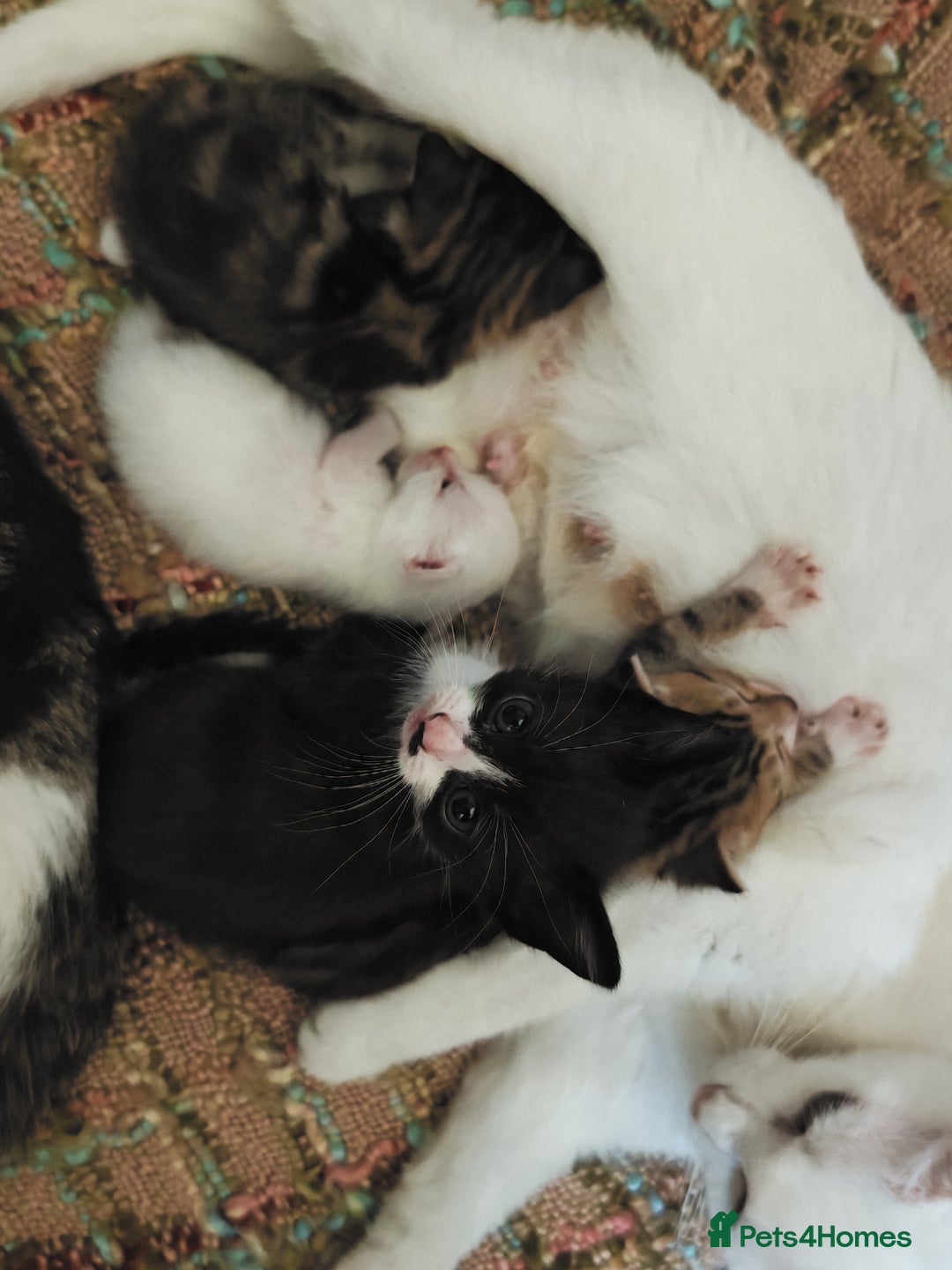 Khao Manee cats for sale: Mixed price Khao Manee kittens  - Image 37