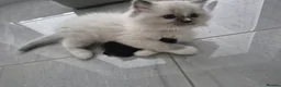 Ragdoll cats for sale: Seal Ragdoll Kittens in Bacup - Advert 14