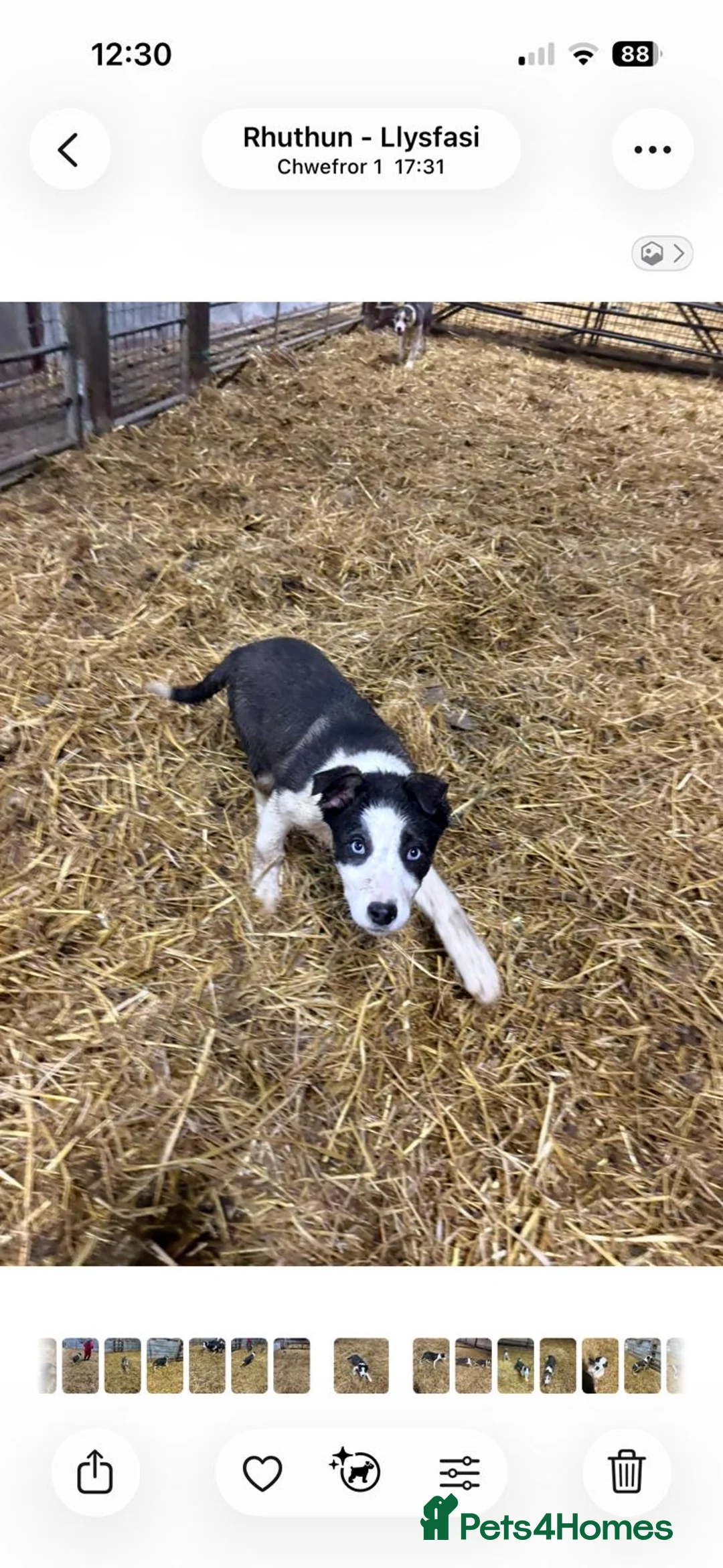 Welsh Collie dogs for sale: 2 border collie boys for sale - Advert 4
