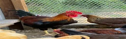 Chickens poultry for sale: Buff Orpington and Welsummer cockerels  in Newport - Advert 3