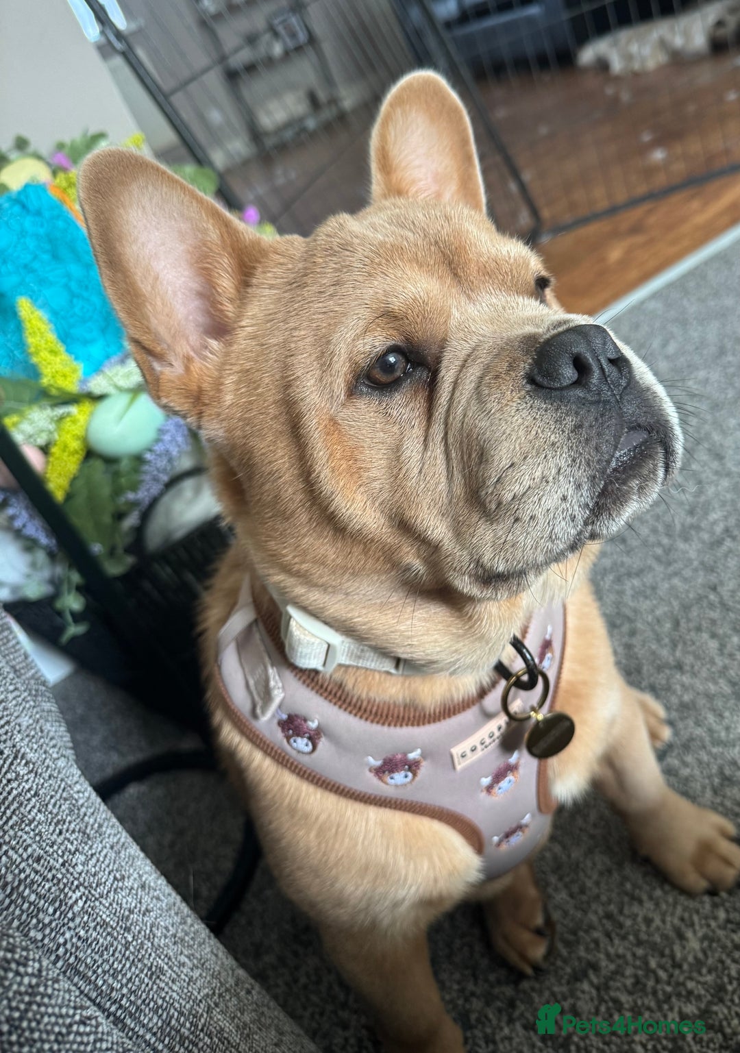 French Bulldog dogs for stud: STUNNING FRENCHIE X CHOW CHOW STUD 🐾🐶💙 - Image 5