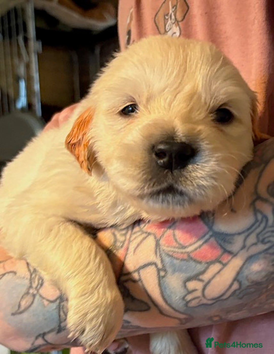 Golden Retriever dogs for sale: Gorgeous KC Registered Goldies. 5 Star Reg.Breeder - Advert 7