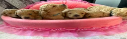 Maltipoo dogs for sale: Stunning Red & Apricot Maltipoo Puppies - Advert 6
