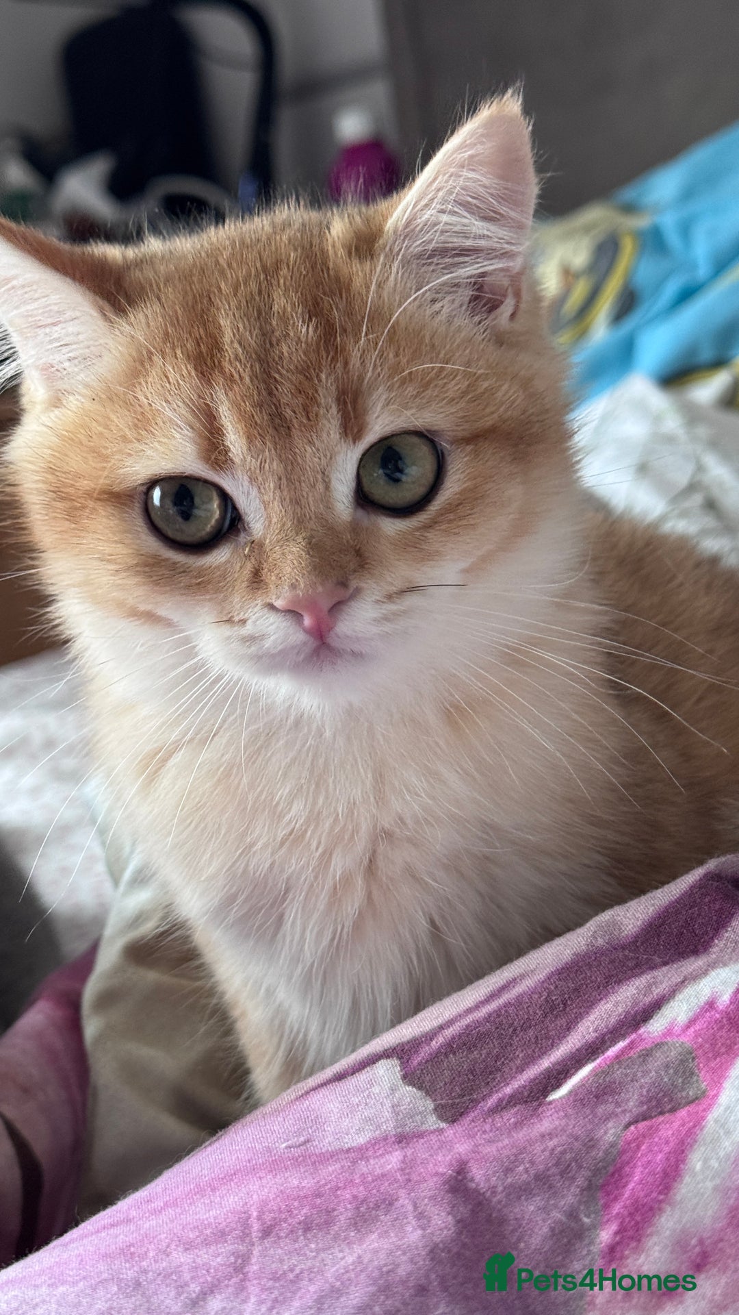 British Shorthair cats for sale: GCCF BSH ONE BOY READY TO GO GOLDEN BLACK TIPPED  - Advert 17