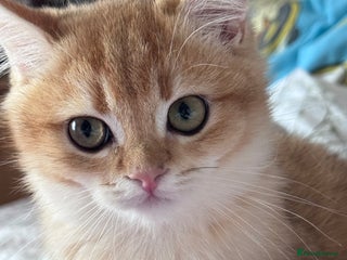 British Shorthair cats GCCF BSH ONE BOY LEFT GOLDEN BLACK TIPPED - Advert 10