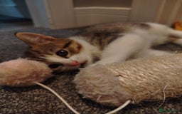 Mixed Breed cats for sale: Kitten looking for new home  - Image 3