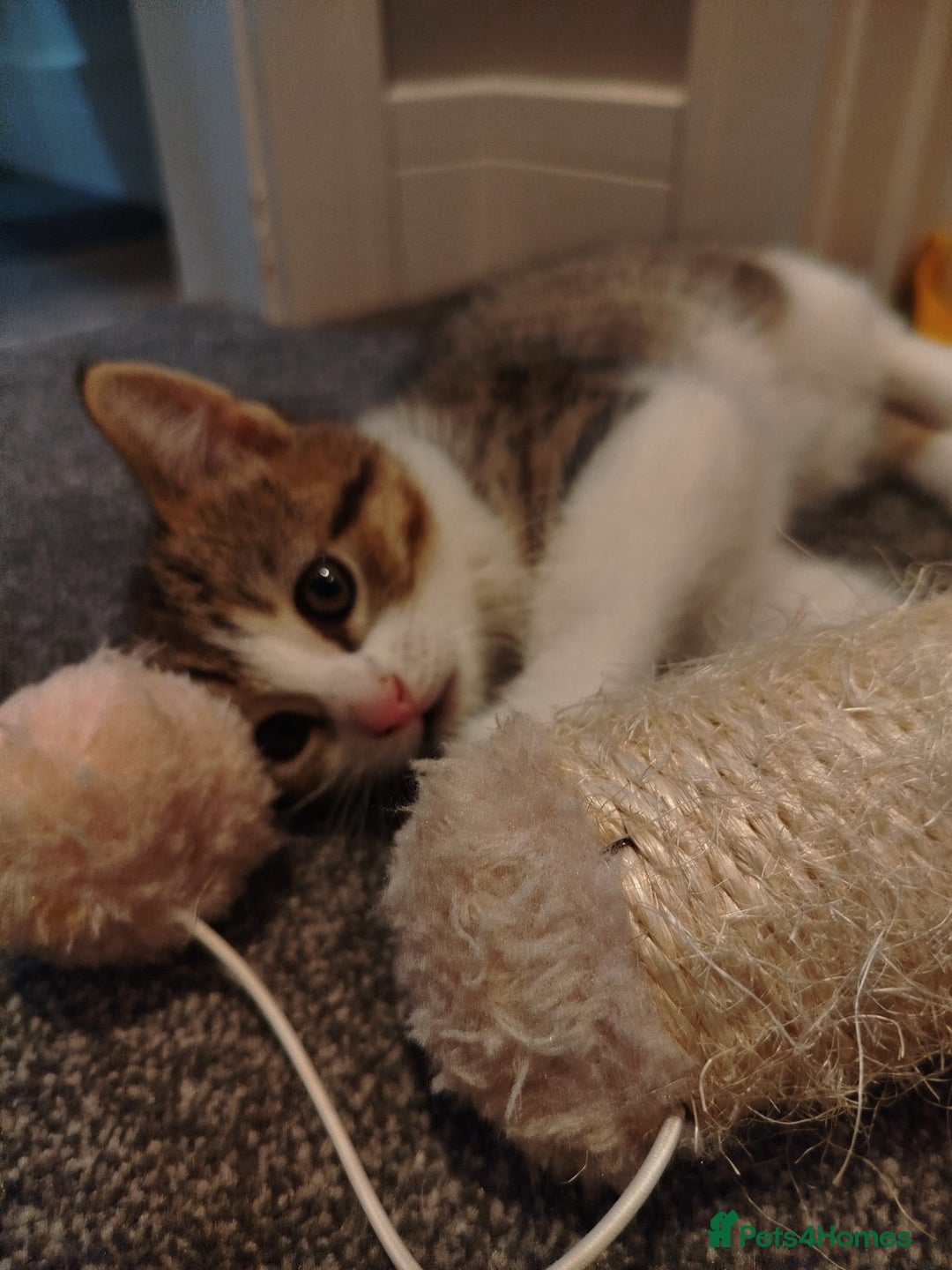 Mixed Breed cats for sale: Kitten looking for new home  - Image 3