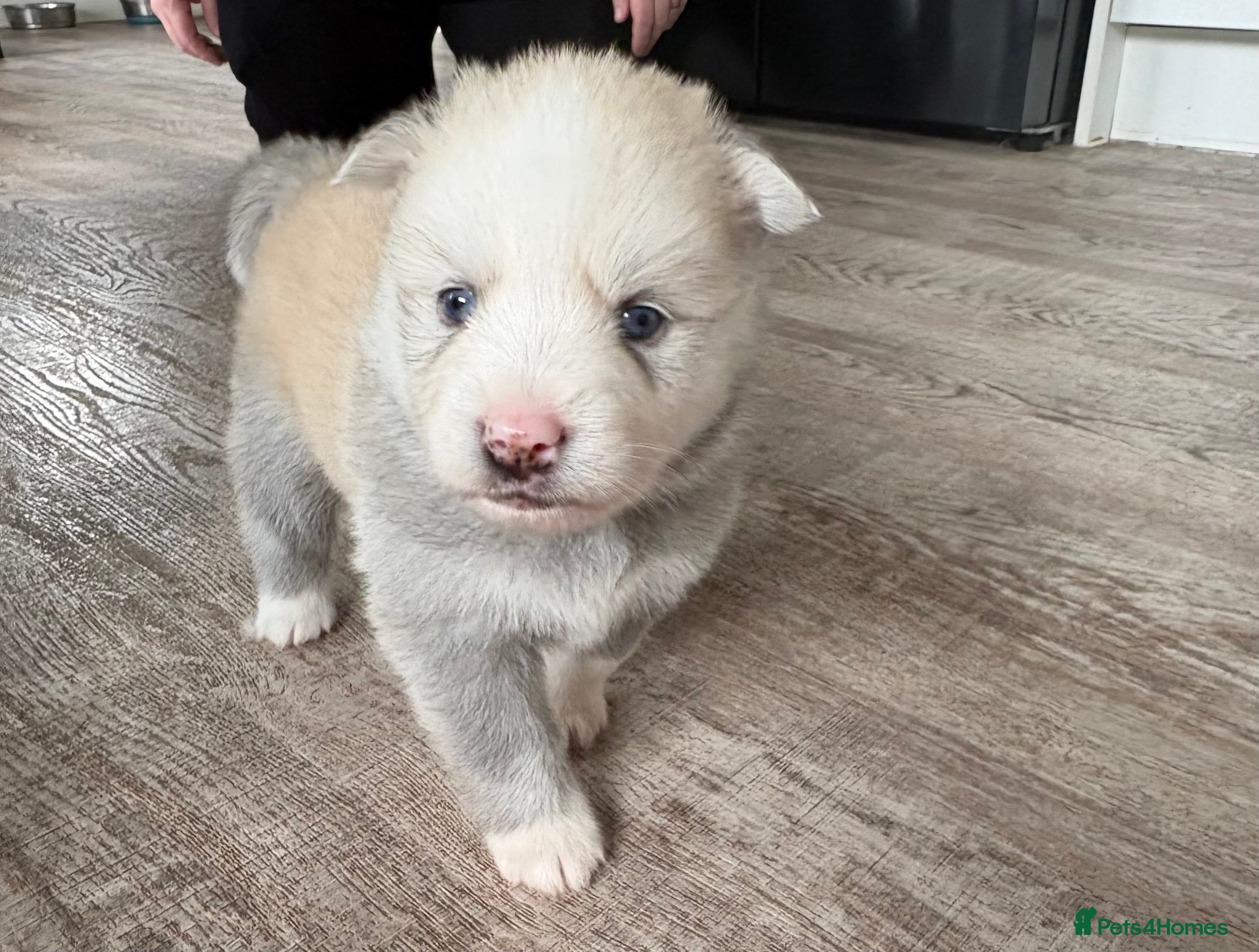 Pomsky dogs F2 Pomsky puppies  - Advert 2