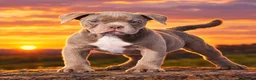 Old Tyme Bulldog dogs for sale: Trusted breeder of 24 years  - Advert 2