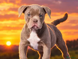 Old Tyme Bulldog dogs Trusted breeder of 24 years - Advert 2