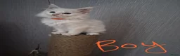 Maine Coon cats for sale: Beautiful white Maine coon kittens  - Advert 8