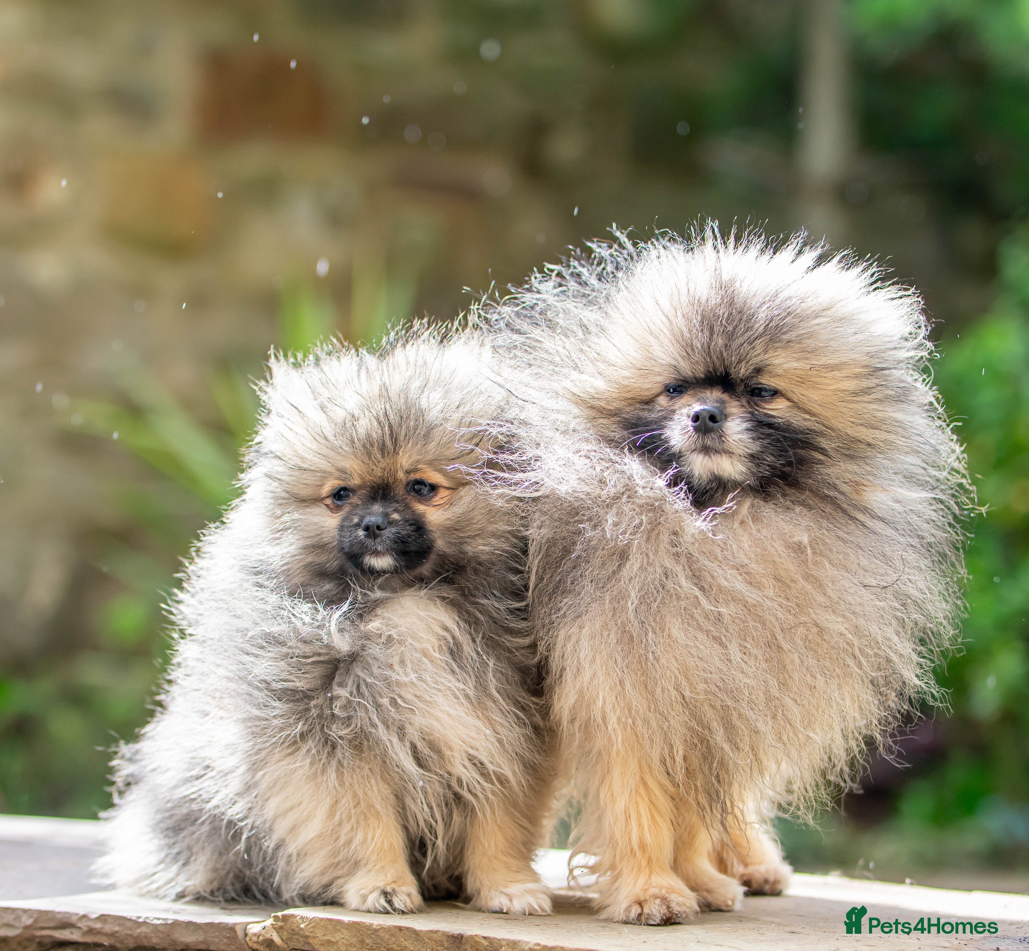 Pomeranian dogs Outstanding Tiny Stud Boy kc in Pontefract - Advert 10