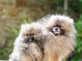 Pomeranian dogs Outstanding Tiny Stud Boy kc in Pontefract - Advert 8