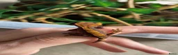 Gecko reptiles for sale: Baby Harley Quinn crested gecko  - Advert 4