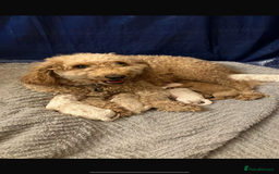 Cavapoochon dogs for sale: 5 cavapoochon puppies looking for forever homes - Image 12
