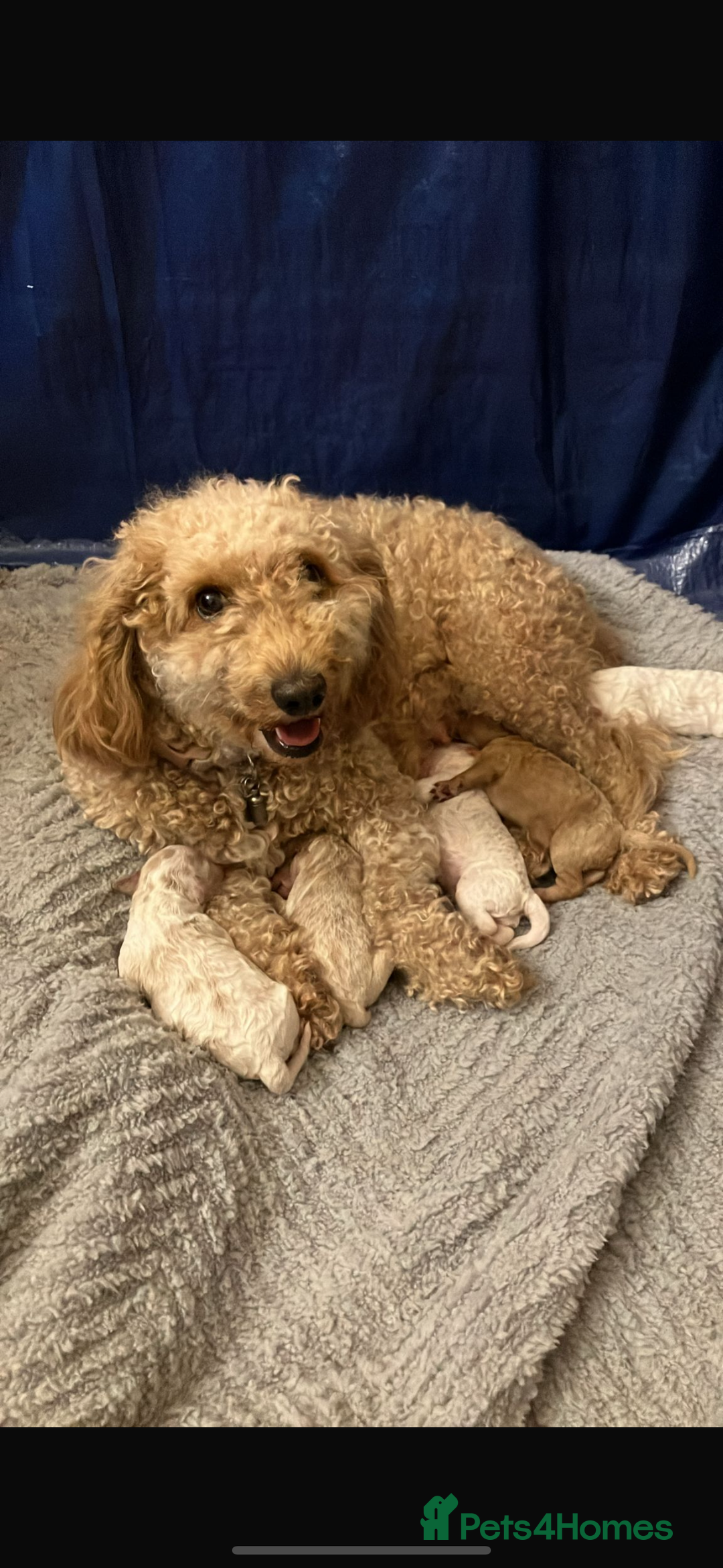 Cavapoochon dogs for sale: 5 cavapoochon puppies looking for forever homes - Image 12