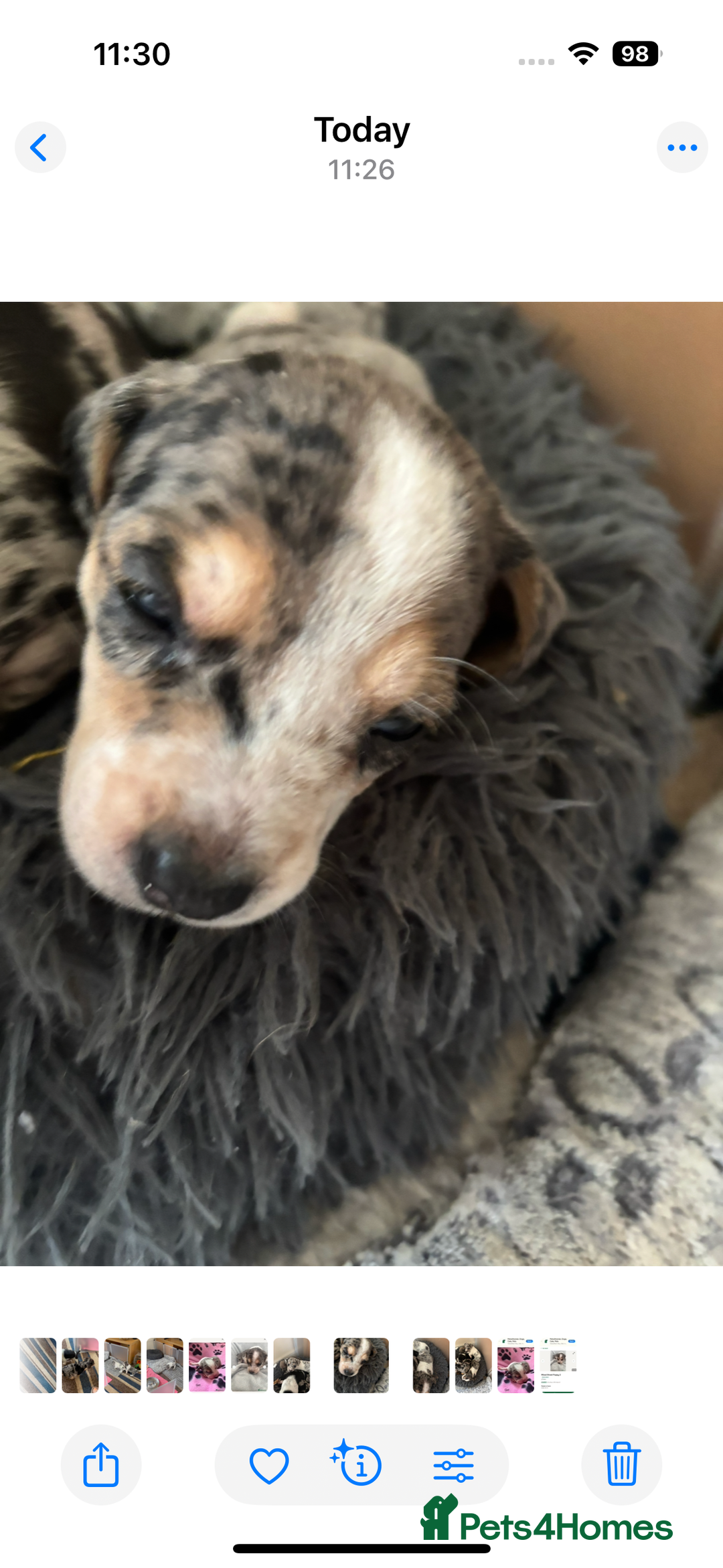 Mixed Breed dogs for sale: Unique mixed breed - Image 29