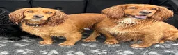 Cocker Spaniel dogs for sale: Beautiful Working Cocker Spaniel Puppies - Advert 7