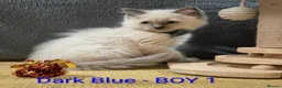 Ragdoll cats for sale: 😻 Ragdoll Kitten 😻 - Advert 12