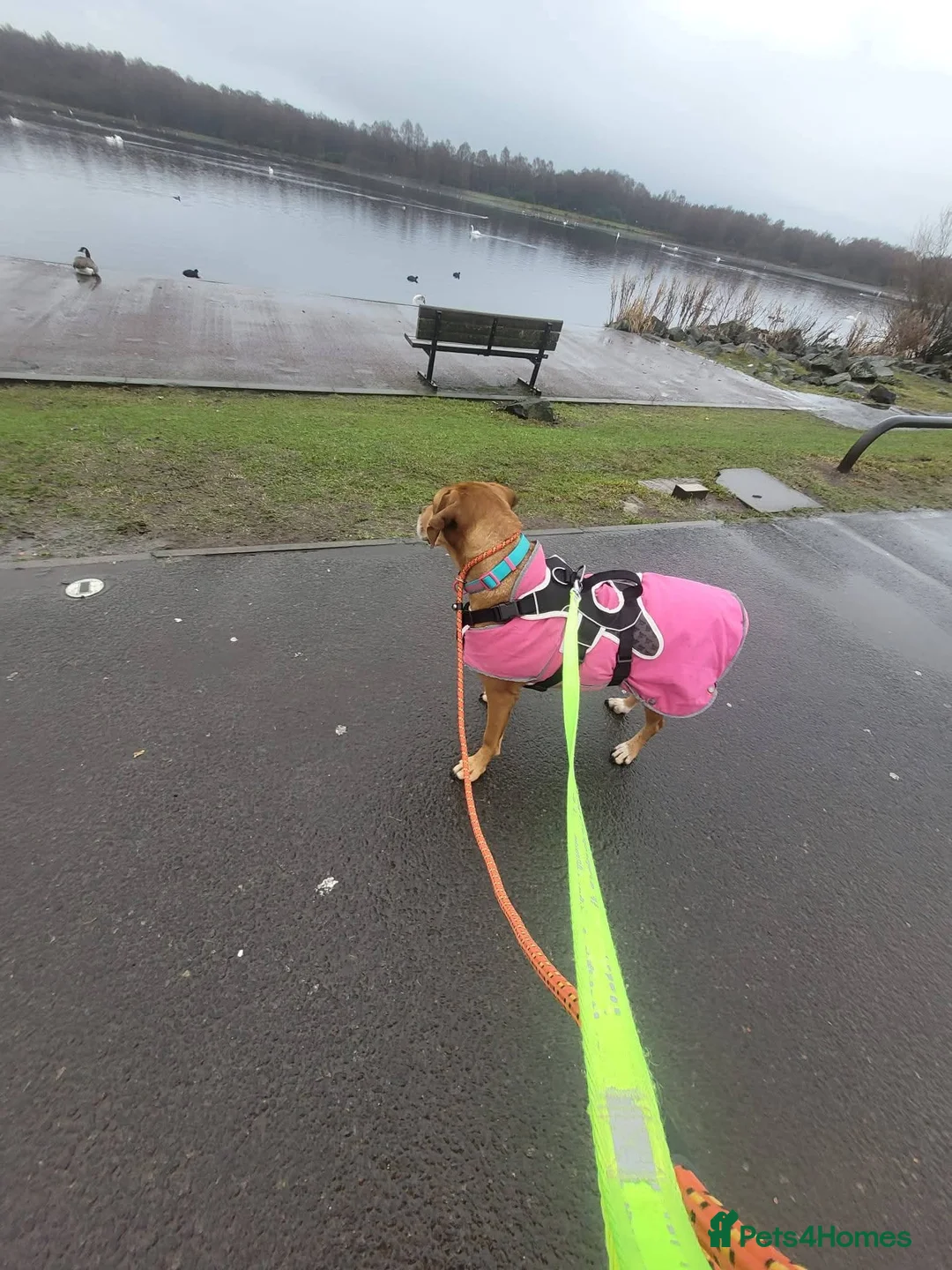 Mixed Breed dogs for adoption: Meet Bala, currently residing in Lanarkshire  - Advert 9