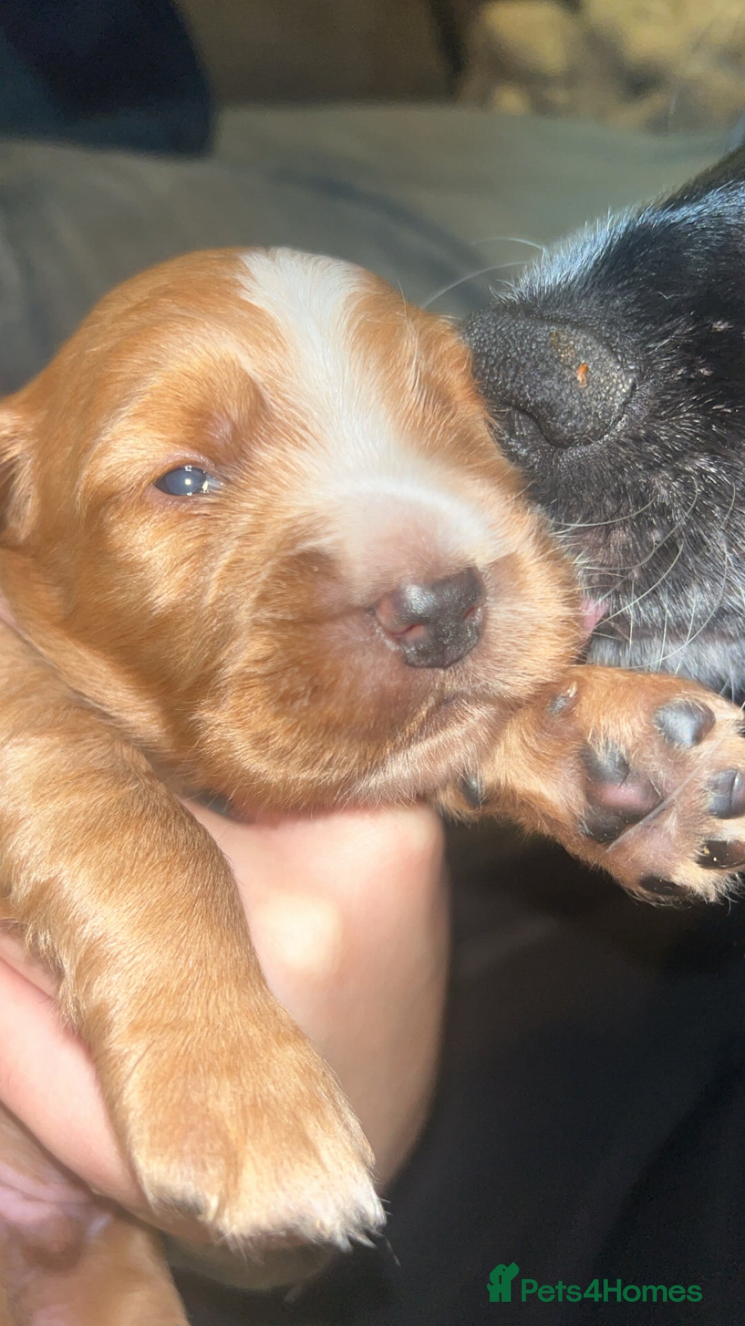 Cocker Spaniel dogs for sale: Boy cocker spaniel pup for sale  - Advert 7