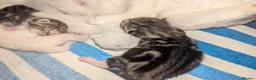 Mixed Breed cats for sale: 4 Beautiful kittens looking forever homes - Advert 20