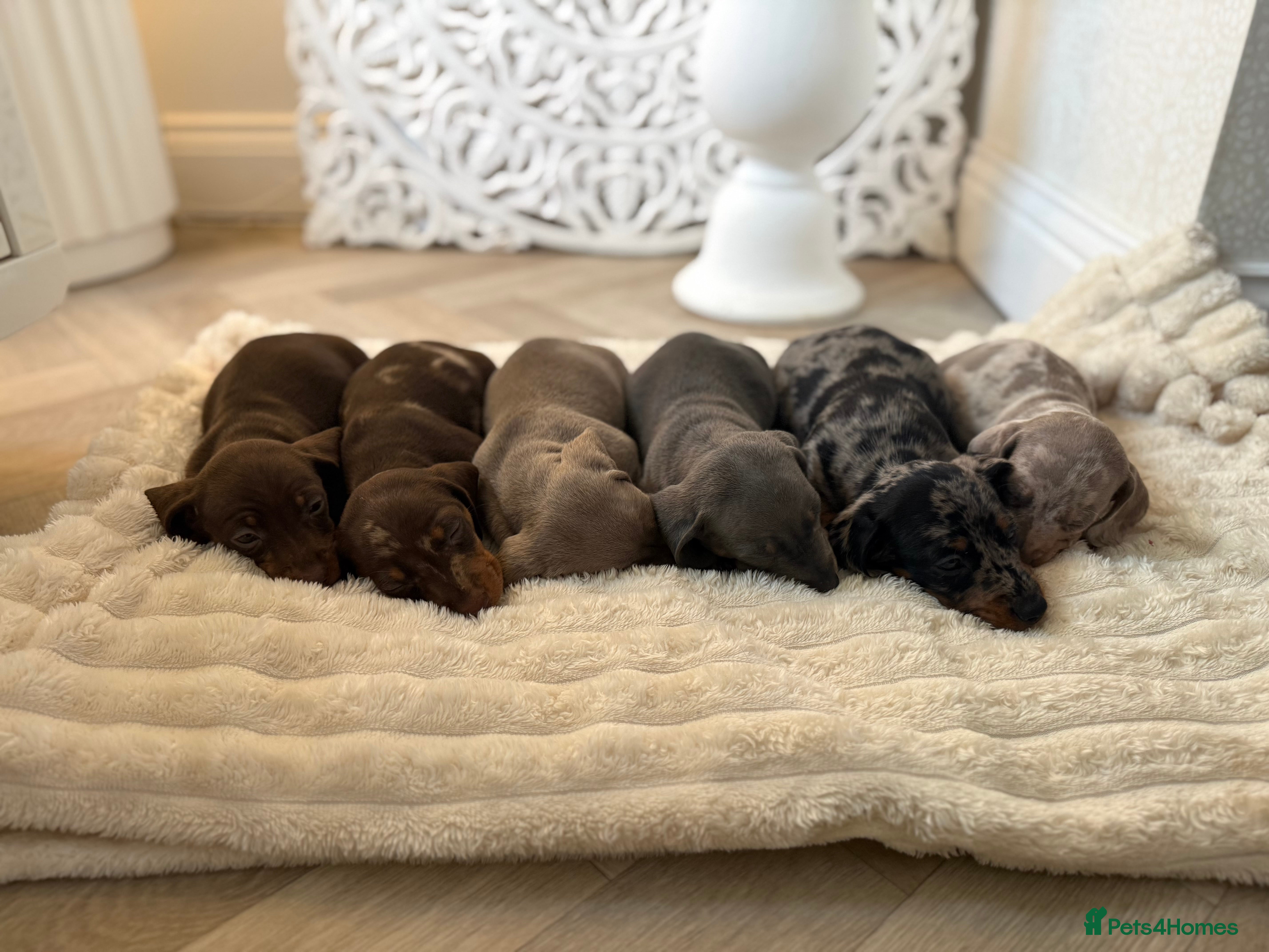 Dachshund dogs Standard Dachshund Puppies  - Advert 7