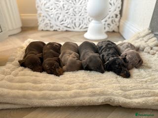 Dachshund dogs Standard Dachshund Puppies - Advert 17