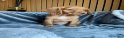 Cocker Spaniel dogs for sale: KC reg Working cockers - Outstanding pedigree - Advert 28