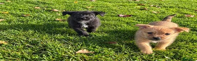 Mixed Breed 1
