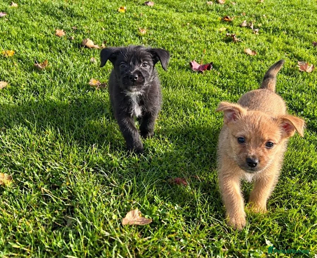 Mixed Breed dogs for sale: Border terrier x Staffordshire puppies for sale  in Glasgow - Advert 6