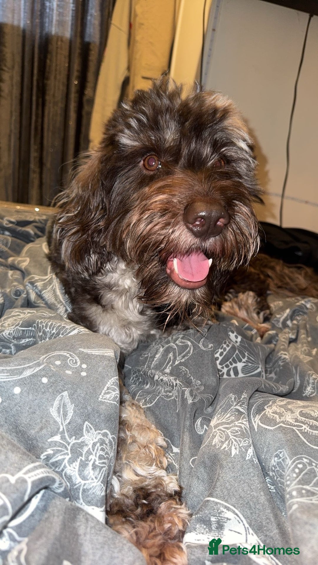 Cockapoo dogs for stud: Multigen Harlequin Merle Cockapoo at Stud in Manchester - Advert 15