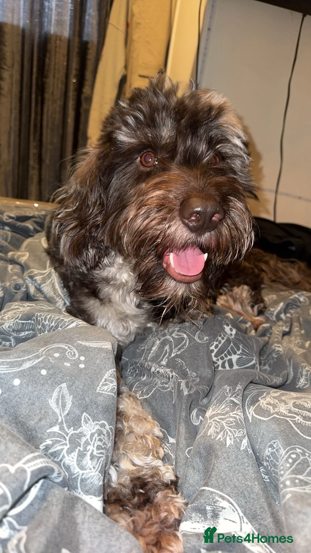 Cockapoo dogs for stud: Multigen Harlequin Merle Cockapoo at Stud in Manchester - Advert 15