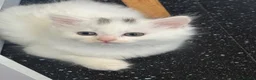 British Longhair cats for sale: Gorgeous Pure White Kitten Ready to Leave - Advert 2