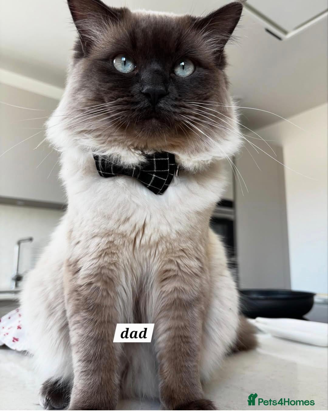 Ragdoll cats 🌸 Purebred Adorable Ragdoll Kittens 🌸 - Advert 1