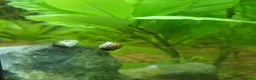 Snails fish for sale: Freshwater nerite snails  - Advert 6