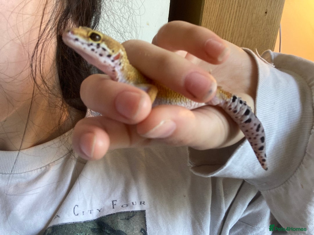 Gecko reptiles for sale: female leopard gecko + 4ft vivarium - Image 2