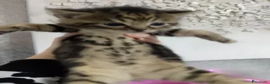 Bengal 2