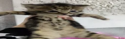 Bengal cats for sale: READY NOW - Advert 8