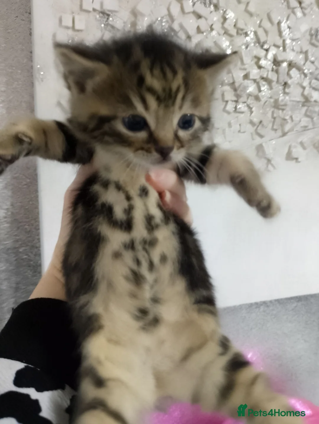 Bengal cats for sale: READY NOW - Advert 8