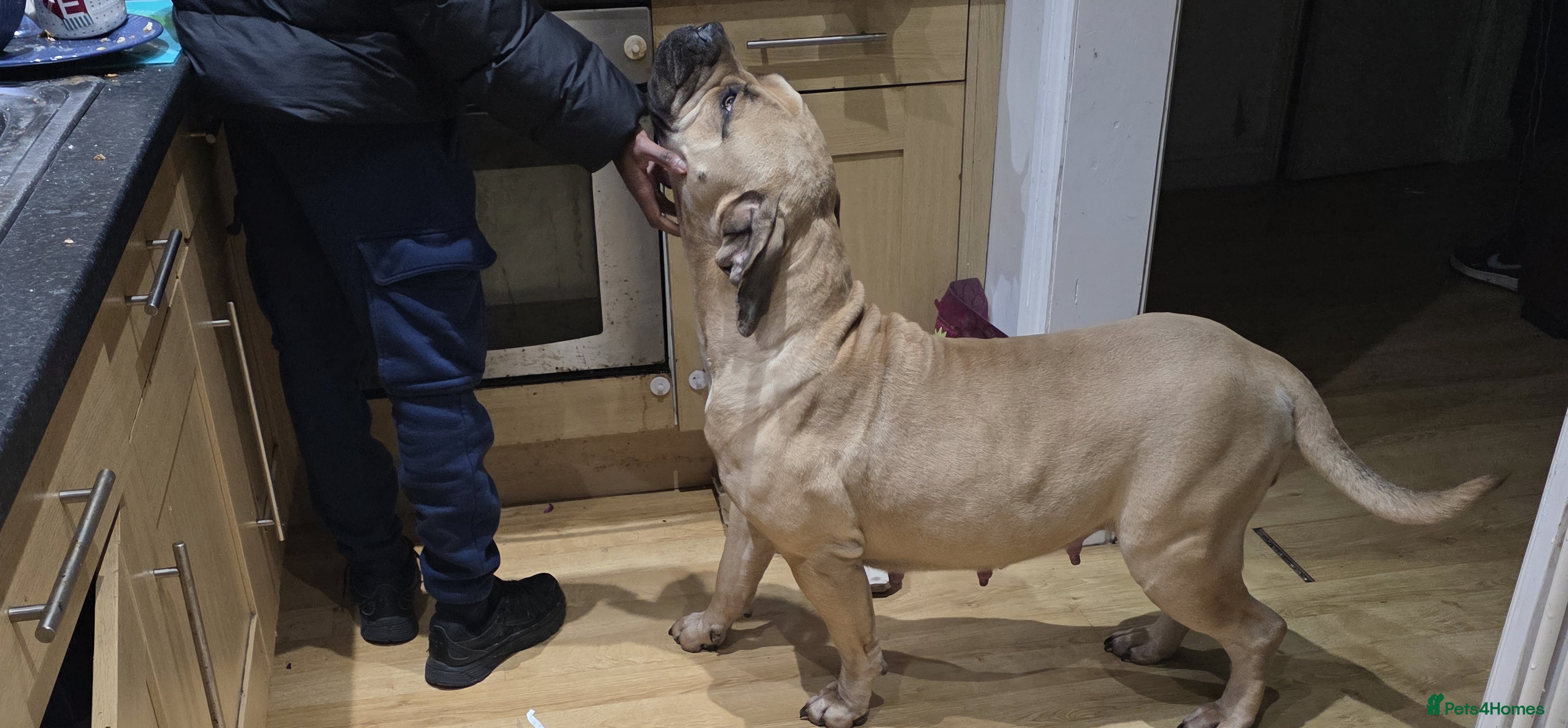 Boerboel dogs SABBS REGISTERED PARENTS  - Advert 1