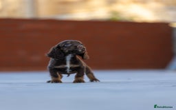 Cocker Spaniel dogs for sale: Cocker spaniel puppies  - Advert 19